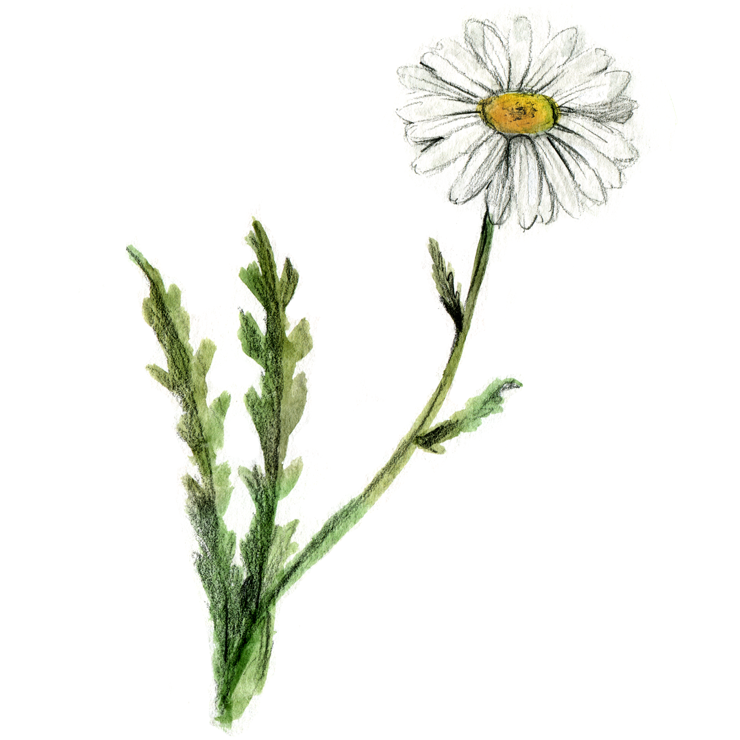 Chrysanthème leucanthème Mange ton Saint Laurent