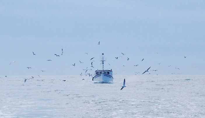 Vivre de la mer dans un contexte de changements globaux. Quel futur pour les pêches ?