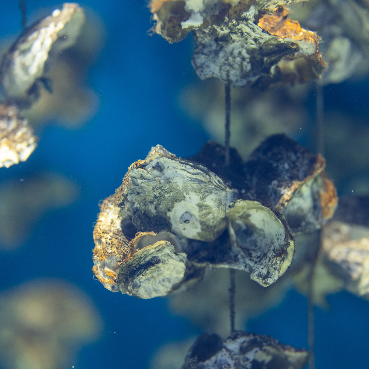 Le portrait de l’aquaculture en eau marine au Québec